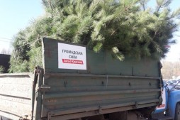 Озеленение хвойными двора С. Ковалевской, 49